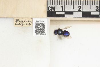 Media type: image;   Entomology 790485 Aspect: Labels